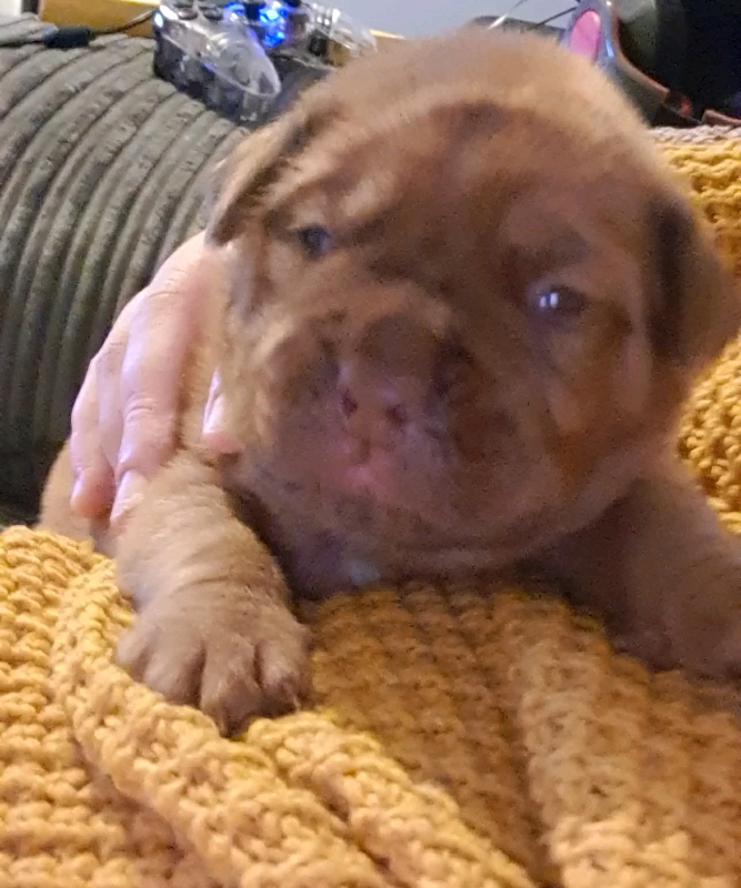 dr bordeaux puppies for sale